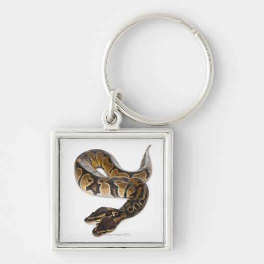 両頭の王室のな大蛇か球の大蛇-大蛇 キーホルダー (正面)