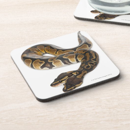 両頭の王室のな大蛇か球の大蛇-大蛇 コースター (左側)