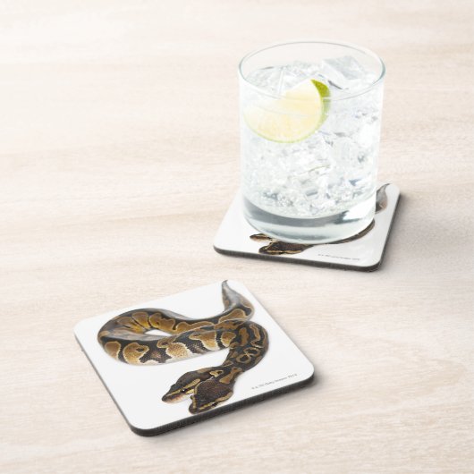 両頭の王室のな大蛇か球の大蛇-大蛇 コースター (右側)