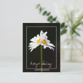 両頭白デイジー | Oxeyeデイジー写真 ポストカード (スタンド正面)