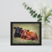 並べてアンガス牛の写真 ポストカード (スタンド正面)