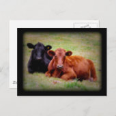 並べてアンガス牛の写真 ポストカード (正面/裏面)