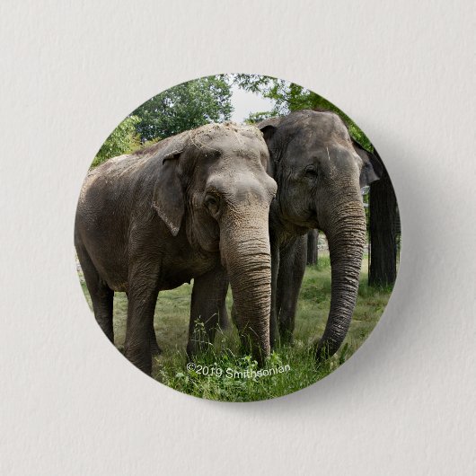 並んでアジアゾウ 缶バッジ (正面)