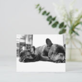 並フランスのんで眠る犬の子犬 ポストカード (スタンド正面)