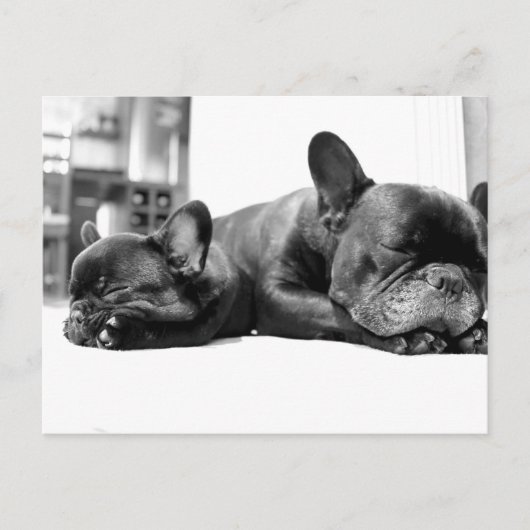 並フランスのんで眠る犬の子犬 ポストカード (正面)
