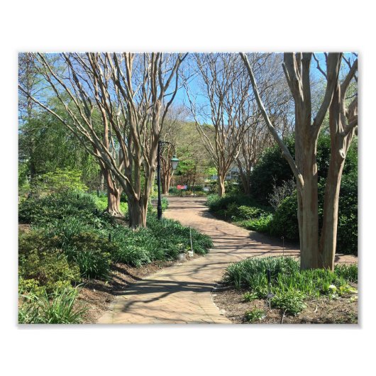 並木道 フォトプリント            (正面)