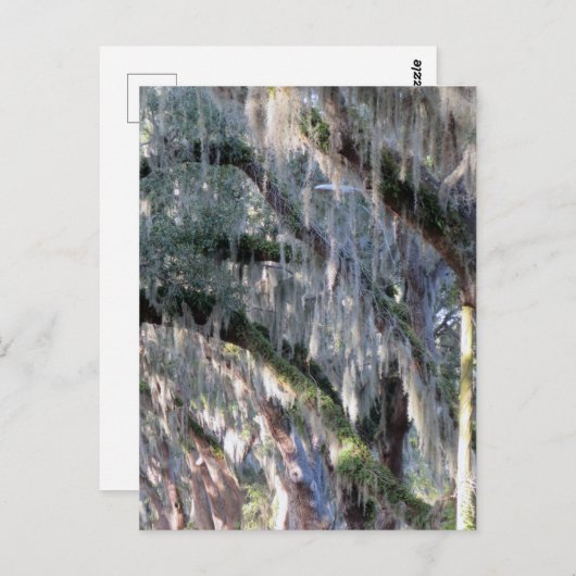 並木 ポストカード (正面/裏面)