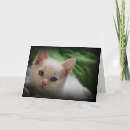 中かわいい子ネコ5x7の写真の挨拶状のブランク サンキューカード