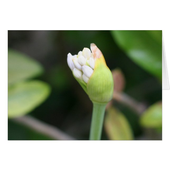 中つぼみのブランク (正面横)