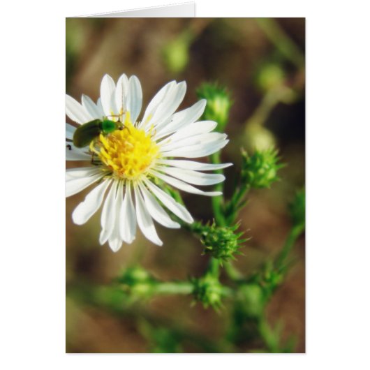 中に緑と白の花と空白の虫 (正面)