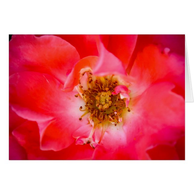 中一見 (正面横)