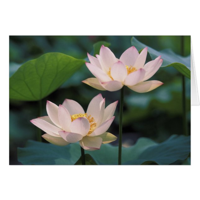 中国で咲く蓮の花 (正面横)