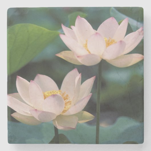 中国で咲く蓮の花 ストーンコースター (正面)