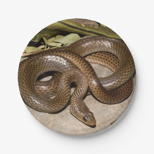 中国のなratsnake ペーパープレート (正面)
