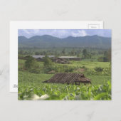 中国の漢方植物の収穫Yunnan ポストカード (正面/裏面)