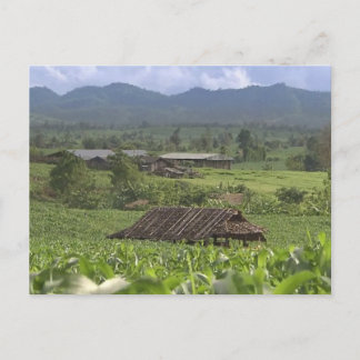 中国の漢方植物の収穫Yunnan ポストカード
