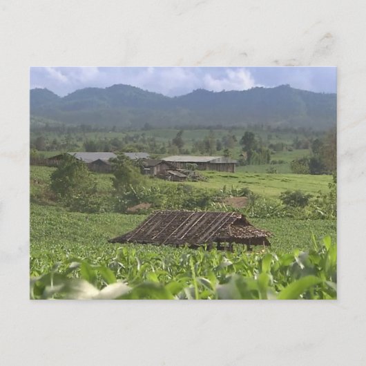 中国の漢方植物の収穫Yunnan ポストカード (正面)