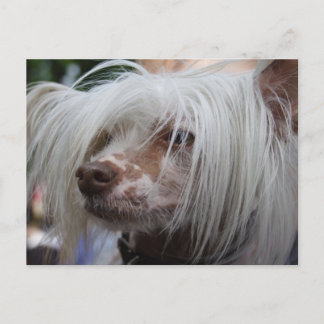 中国の紋付き犬 ポストカード