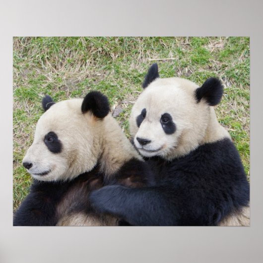 中国の臥龍保護区、ジャイアントパンダの抱擁 ポスター (正面)