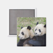 中国の臥龍保護区、ジャイアントパンダの抱擁 マグネット (正面/裏面)