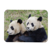 中国の臥龍保護区、ジャイアントパンダの抱擁 マグネット (横)