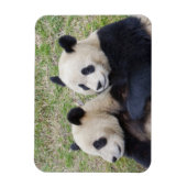 中国の臥龍保護区、ジャイアントパンダの抱擁 マグネット (縦)