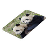 中国の臥龍保護区、ジャイアントパンダの抱擁 マグネット (左側)