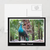 中国クジャク ポストカード (正面/裏面)