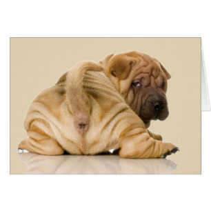 中国人のShar-peiの小犬