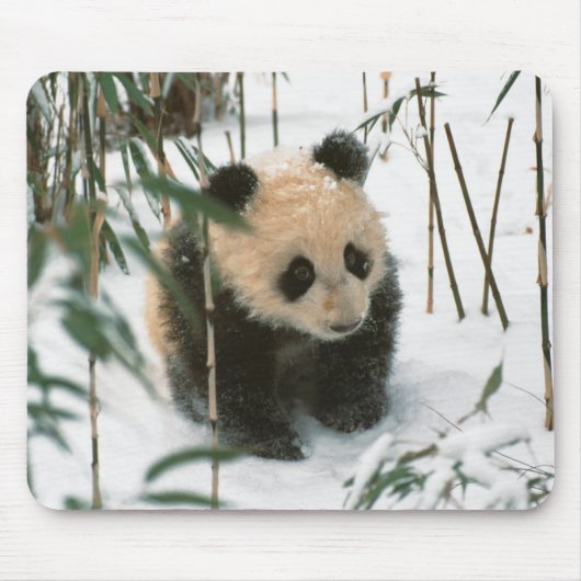 中国四川省臥龍の雪の中のパンダの赤ちゃん マウスパッド (正面)