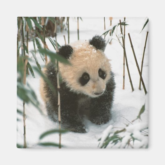 中国四川省臥龍の雪の中のパンダの赤ちゃん マグネット (正面)