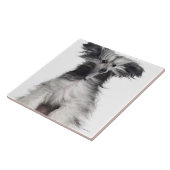 中国語は風の犬(15か月古い)の頂点に達しました タイル (側面)