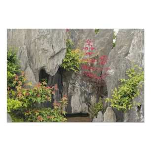 中国黄山のバオの家族の庭園 フォトプリント           
