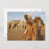 中国,内モンゴル,バダインジャラン砂漠2 ポストカード (正面/裏面)