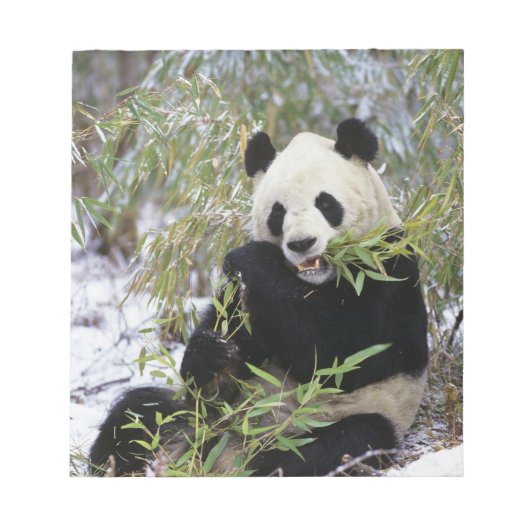 中国、四川省。ジャイアントパンダが餌を食べる ノートパッド (正面)