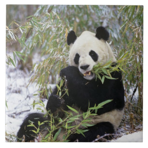 中国、四川省。ジャイアントパンダの餌 タイル