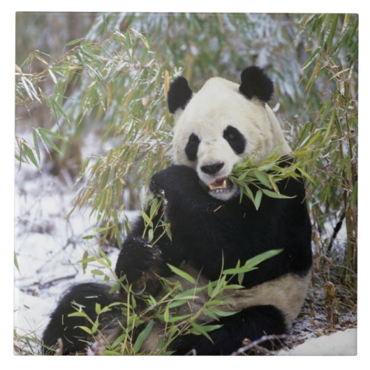 中国、四川省。ジャイアントパンダの餌 タイル (正面)
