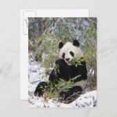 中国、四川省。ジャイアントパンダ食べ物を与えオン ポストカード (正面/裏面)