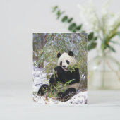 中国、四川省。ジャイアントパンダ食べ物を与えオン ポストカード (スタンド正面)