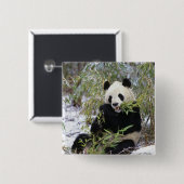 中国、四川省。ジャイアントパンダ食べ物を与えオン 缶バッジ (正面&裏面)