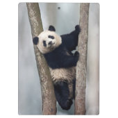 中国、木に登る若いパンダ クリップボード (裏面)