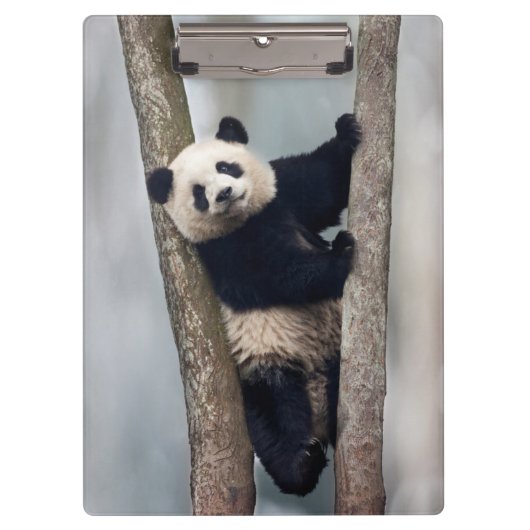 中国、木に登る若いパンダ クリップボード (正面)