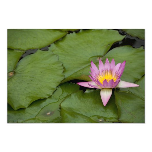 中国、香港、新領土。チリン フォトプリント            (正面)