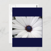 中央が青い白い花 ポストカード (正面/裏面)