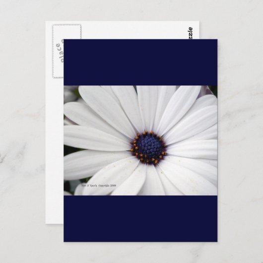 中央が青い白い花 ポストカード (正面/裏面)
