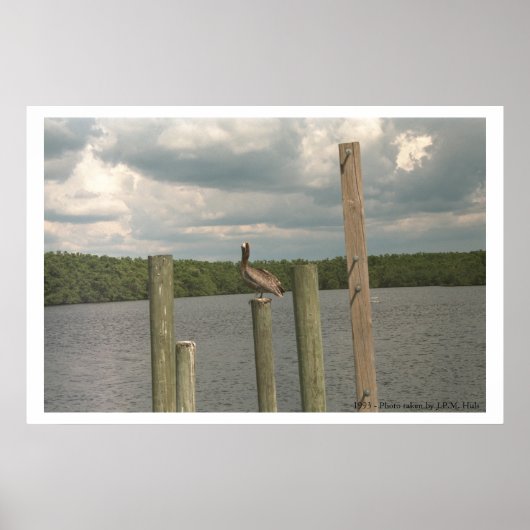 中央のペリカン ポスター (正面)