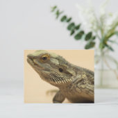 中央ひげ付きトカゲ閉じる ポストカード (スタンド正面)