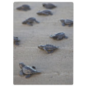 中央アメリカ、エルサルバドル、太平洋海 クリップボード (裏面)