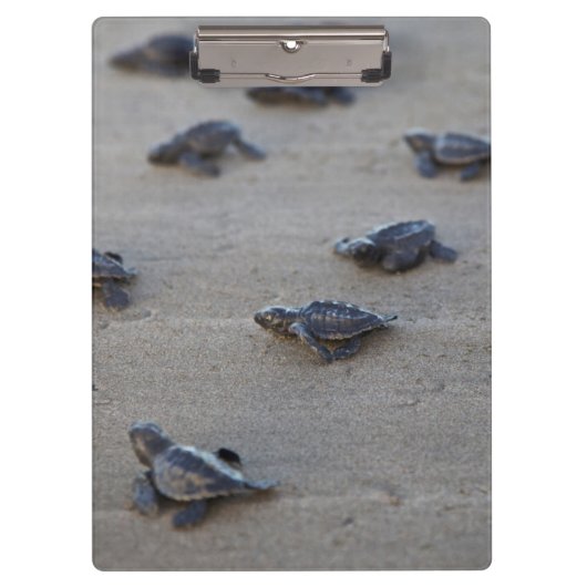 中央アメリカ、エルサルバドル、太平洋海 クリップボード (正面)