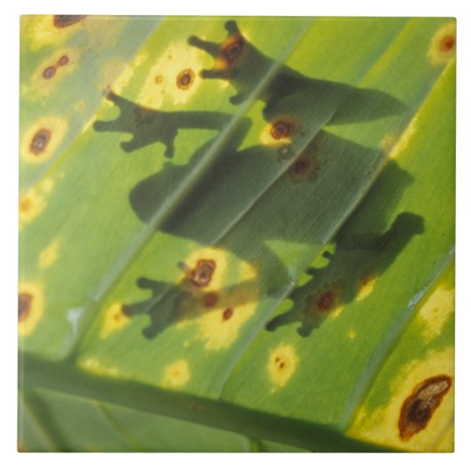 中央アメリカ，コスタリカ，バックライトカエル タイル (正面)